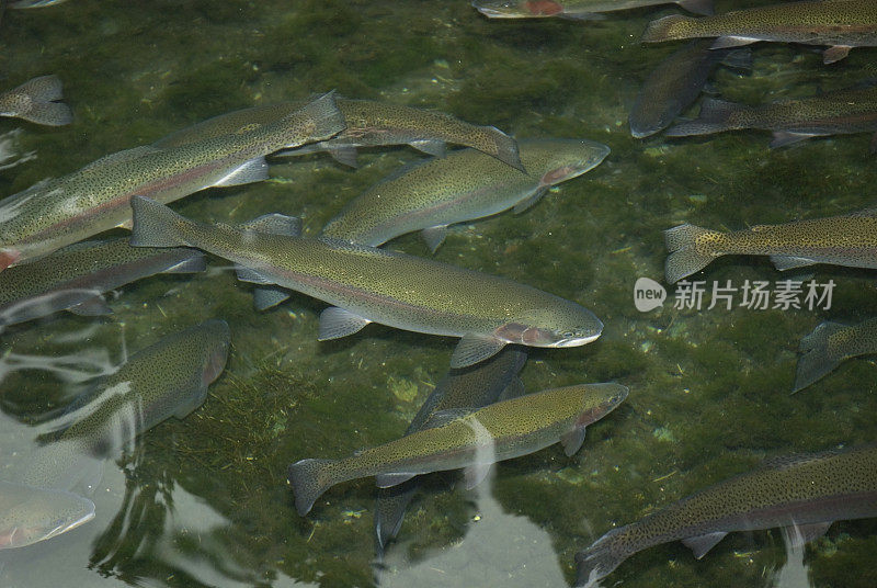 虹鳟(Oncorhynchus mykiss)